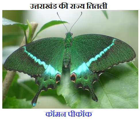 Uttarakhand ka rajya titali